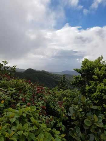 Why Dominica